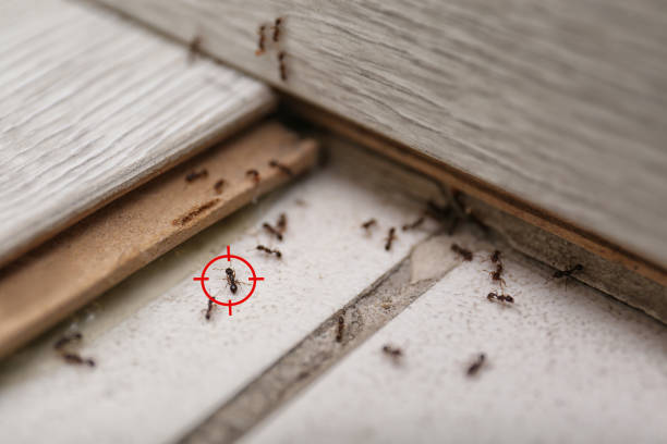 Best Pest Control for Homes  in Mayo, SC