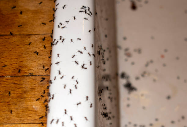 Best Best Pest Control Companies  in Mayo, SC